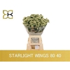 Lim S Starlight Wings