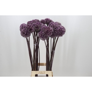 Allium Summer Drummer