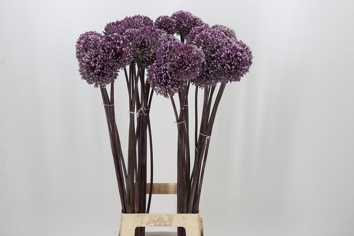 Allium Summer Drummer
