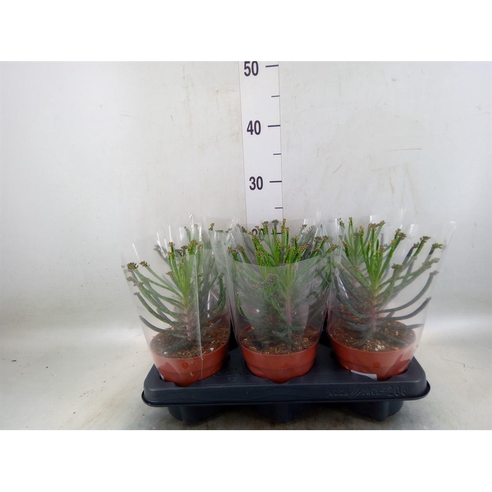 <h4>Kalanchoe NF tubiflora</h4>