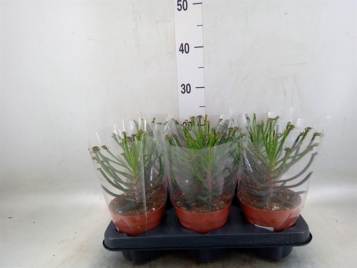 Kalanchoe NF tubiflora