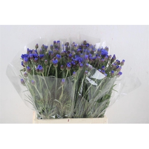 Centaurea Blue Carpet