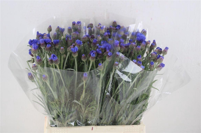 <h4>Centaurea Blue Carpet</h4>
