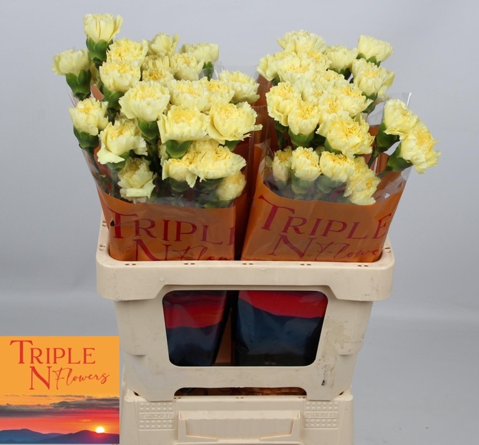 <h4>DI ST GIOELE</h4>