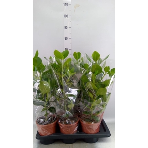 Clusia rosea 'Princess'