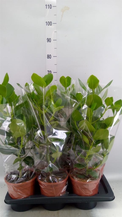 <h4>Clusia rosea 'Princess'</h4>