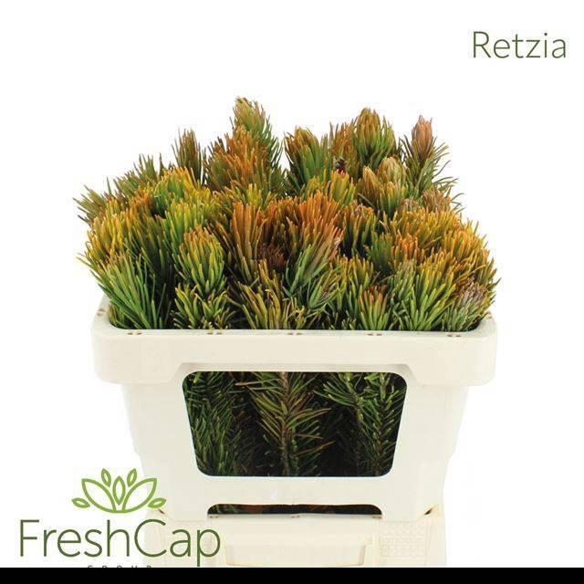 <h4>RETZIA CAPENSIS</h4>