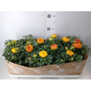 Ranunculus  'Sprinkles Red-Yellow'