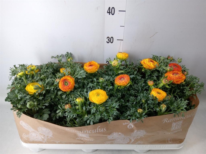 <h4>Ranunculus  'Sprinkles Red-Yellow'</h4>