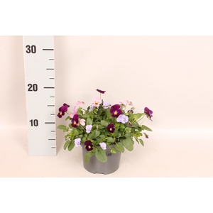 Viola cornuta 13 cm Trio Blue, Pink, Purple