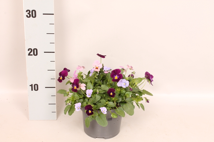 <h4>Viola cornuta 13 cm Trio Blue, Pink, Purple</h4>