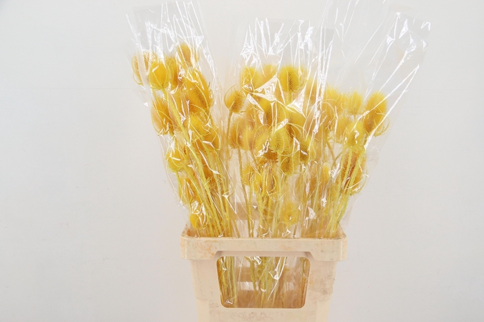 <h4>DROOGBL BEWERKT H%</h4>