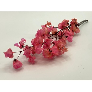 Dried Bougainvillea 55cm Cerise Bunch