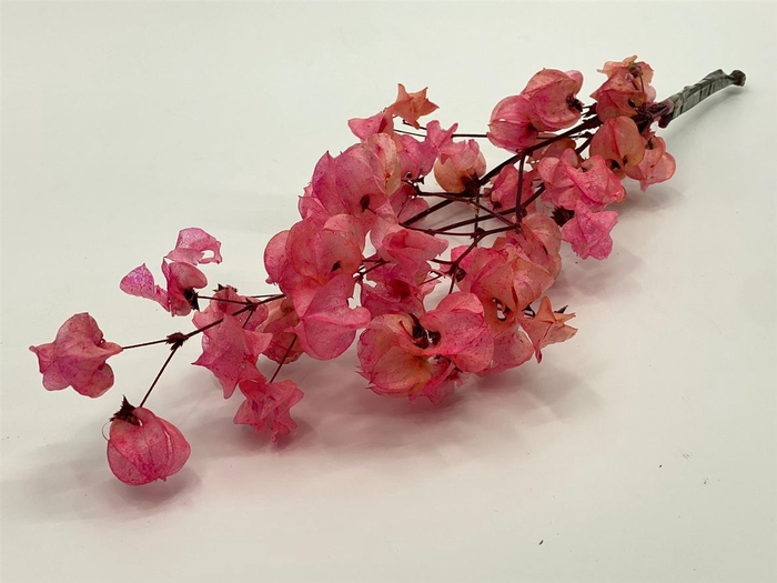 <h4>Dried Bougainvillea 55cm Cerise Bunch</h4>