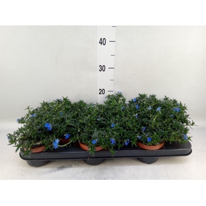 Glandora diffusa 'Heavenly Blue'