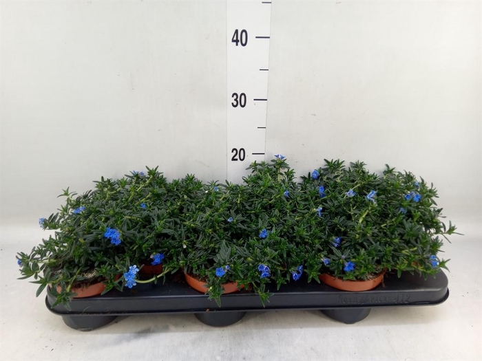 <h4>Glandora diffusa 'Heavenly Blue'</h4>