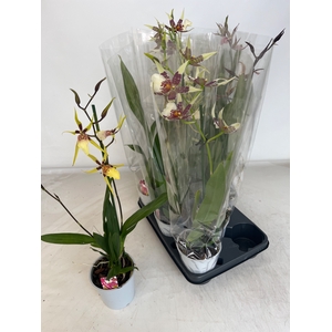 BRASSIA SUMMER DREAM