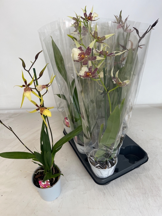<h4>BRASSIA SUMMER DREAM</h4>