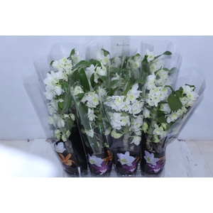 DENDROBIUM NOBILY P09 BRANCO PREMIUM