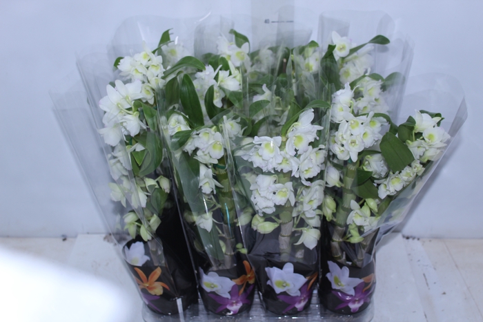 <h4>DENDROBIUM NOBILY P09 BRANCO PREMIUM</h4>