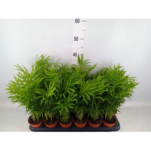 Chamaedorea elegans