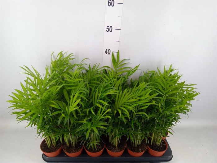 <h4>CHAMAEDOREA ELEGANS</h4>