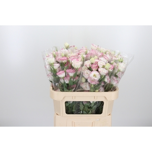 Eust En Bico Rose Wit
