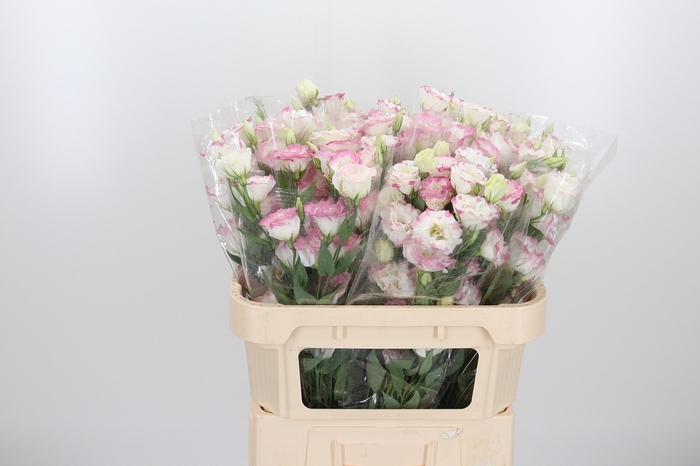 <h4>Eust En Bico Rose Wit</h4>