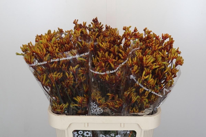 <h4>ANIGOZ GOLD FEVER</h4>