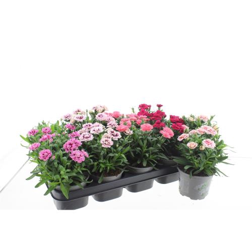<h4>Dianthus Oscar mix</h4>