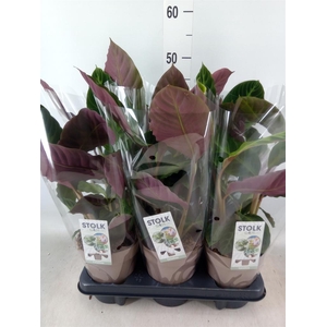 Calathea warscewiczii