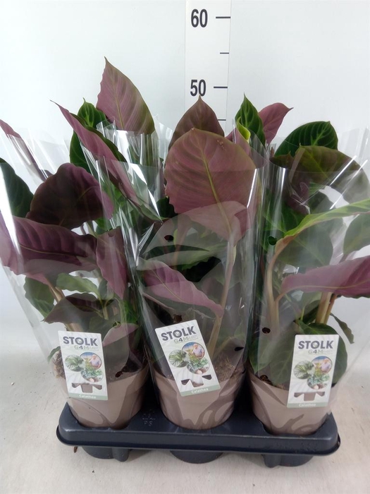 <h4>Calathea warscewiczii</h4>