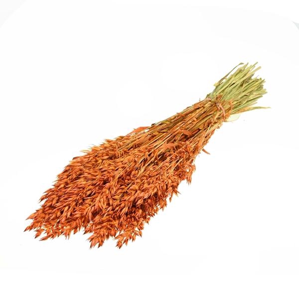<h4>Haver (avena) Sb Teak</h4>