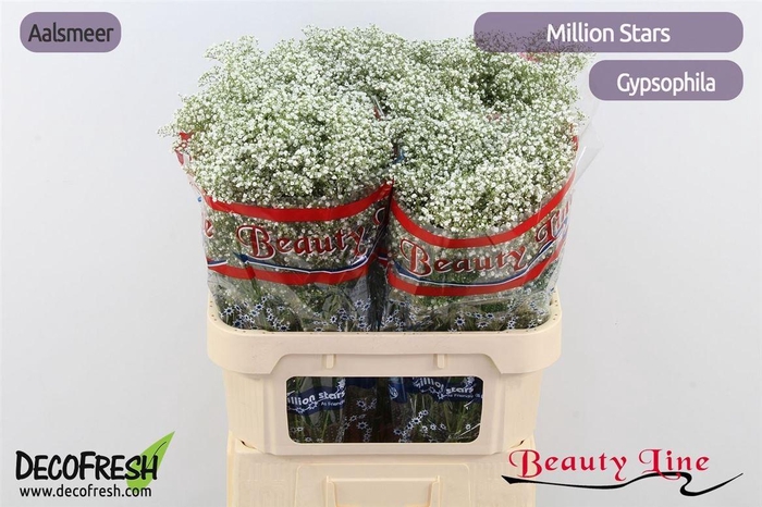 <h4>Gyps Million Star</h4>