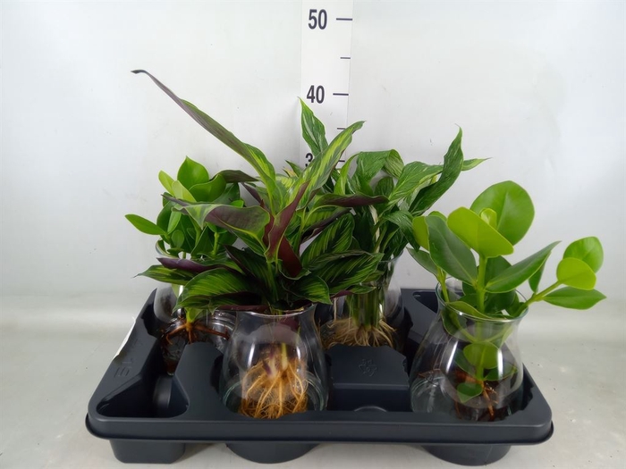 <h4>Planten  ..mix</h4>