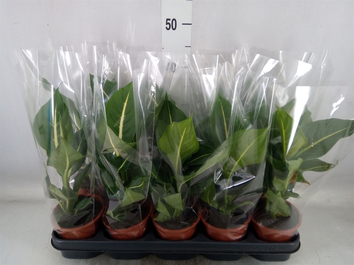 <h4>Dieffenbachia  'Green Magic'</h4>