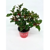 Ilex aquifolium