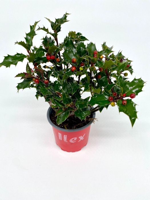 Ilex aquifolium