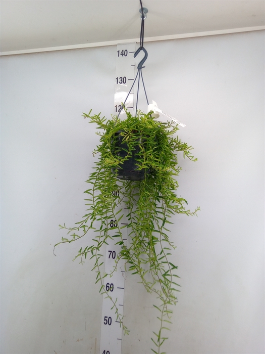 <h4>Aeschynanthus  'Japhrolepis'</h4>