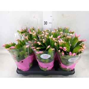 Schlumbergera   ...