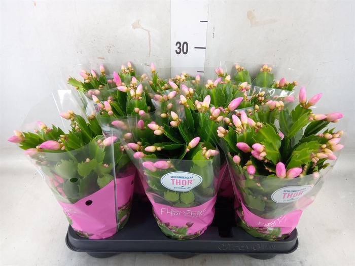 <h4>Schlumbergera   ...</h4>