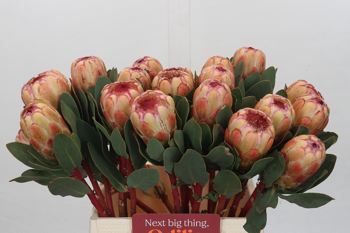 <h4>Protea Grandicolor</h4>