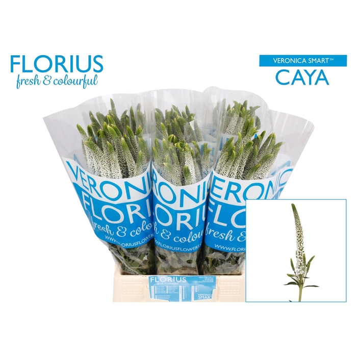 <h4>Veron Smart Caya</h4>