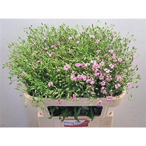 Saponaria Roze