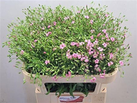 <h4>Saponaria Roze</h4>