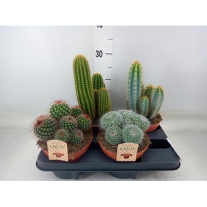 Cactus   ...mix