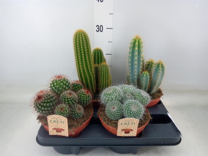 <h4>Cactus   ...mix</h4>