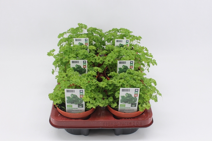 <h4>BKH groente 50990 bio Peterselie</h4>