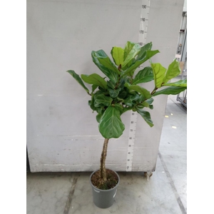 Ficus lyrata