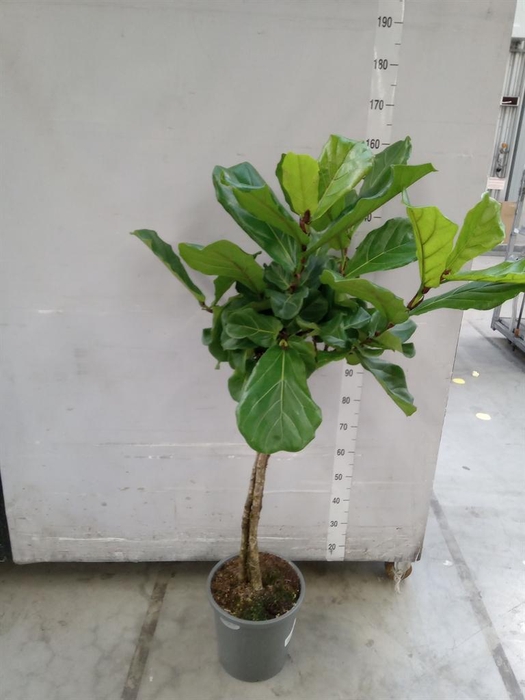 <h4>Ficus lyrata</h4>